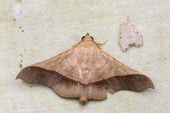 Chilkasa falcata