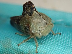 Telamona decorata
