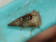 Telamona decorata