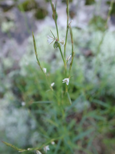 Douglas' knotweed (Polygonum douglasii)