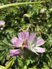 Sidalcea calycosa rhizomata