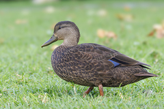 American Black Duck photo 2