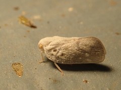 Telamona decorata