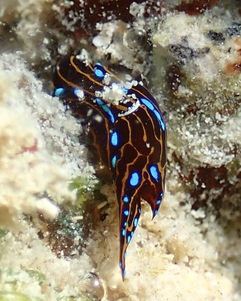 Spotted Swallowtail Slug
