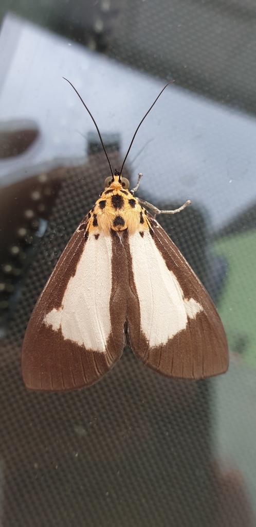 Asota albiformis