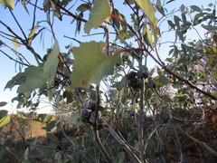 Eucalyptus sessilis