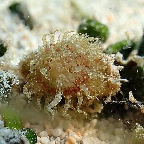 Boloceroides mcmurrichi, 2025-01-16