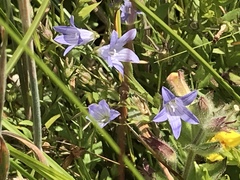 Campanula californica