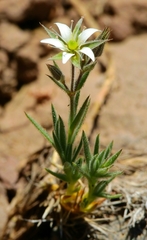 Sabulina nuttallii fragilis