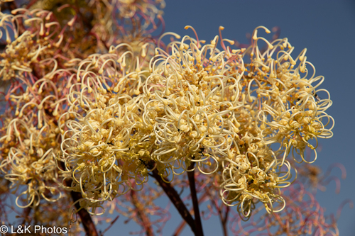 Prickly Plume Grevillea (Grevillea annulifera)