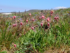 Geum triflorum ciliatum
