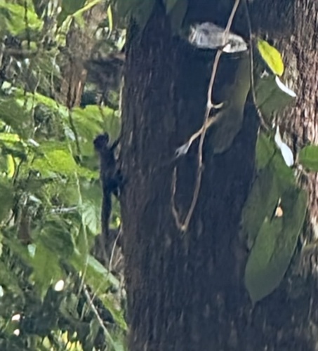 Central American Dwarf Squirrel