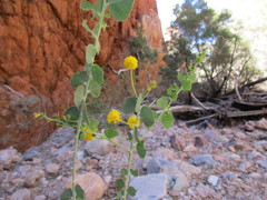 Acacia strongylophylla