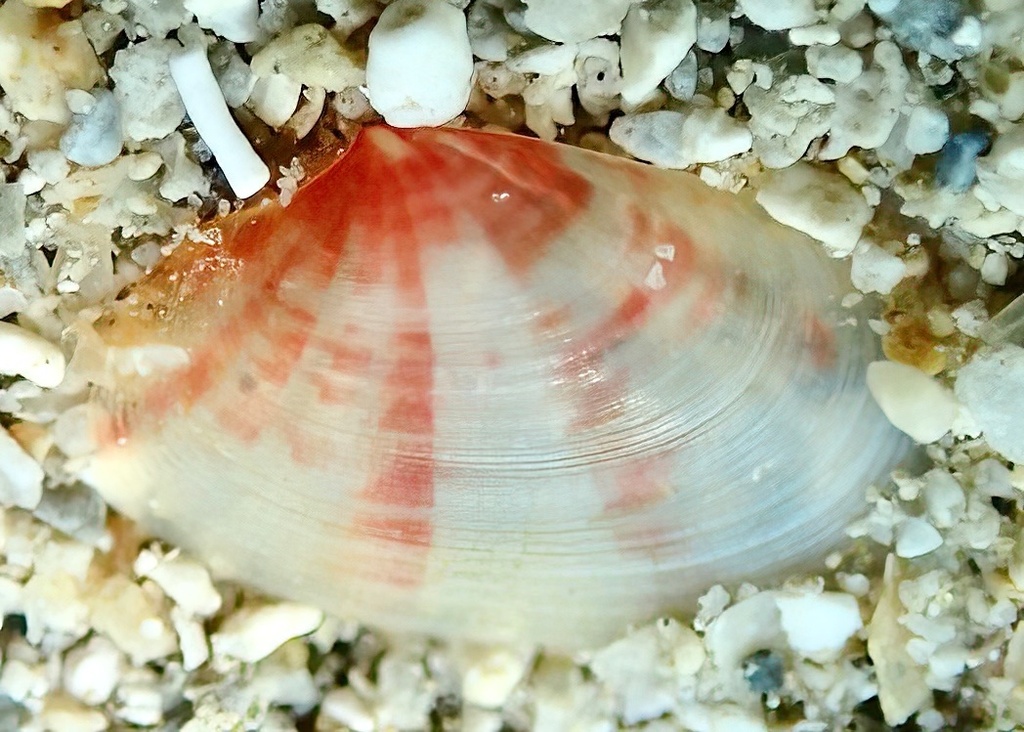 Jactellina clathrata