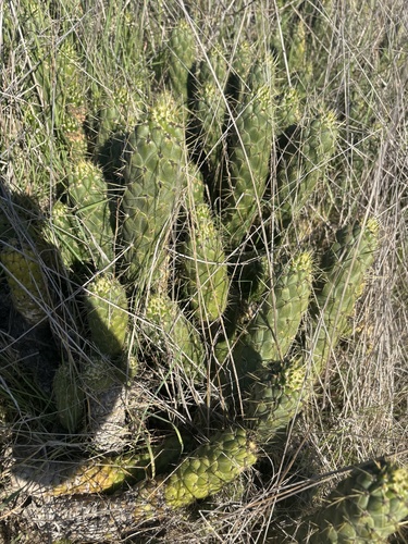 Foto de Austrocylindropuntia cylindrica