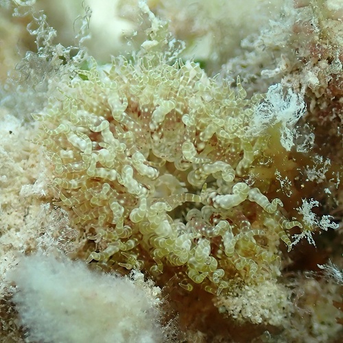Boloceroides mcmurrichi, 2025-01-16