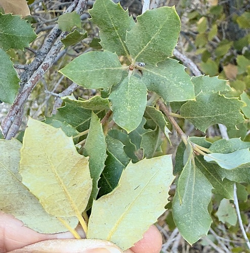 California Live-oak foliage