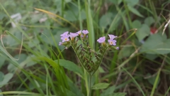 Heliotropium amplexicaule