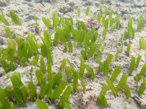 Caulerpa mexicana observed 2025-01-16