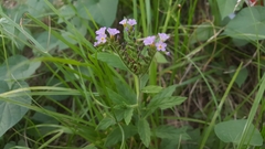 Heliotropium amplexicaule