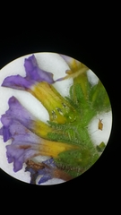 Heliotropium amplexicaule