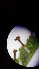 Heliotropium amplexicaule