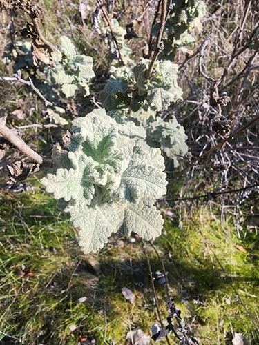 Indian Valley bushmallow (Malacothamnus aboriginum)