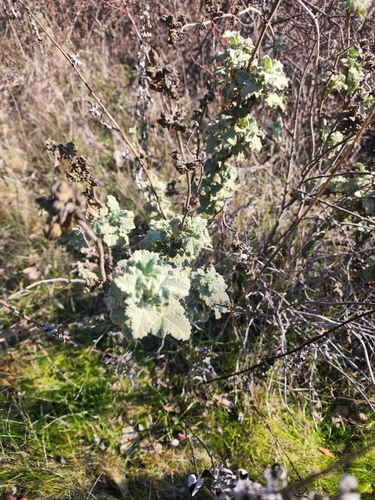 Malacothamnus aboriginum, photograph 2
