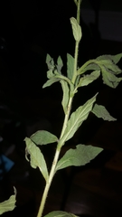 Heliotropium amplexicaule