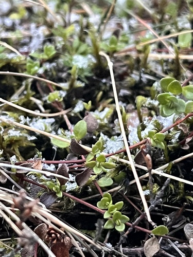 Koenigia islandica, photograph 3