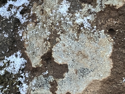 manovník popolavý (Aspicilia cinerea)