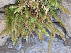 Polystichum scopulinum