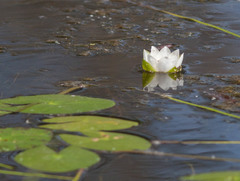 Nymphaea tetragona