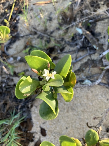 Scaevola coriacea, photograph 4