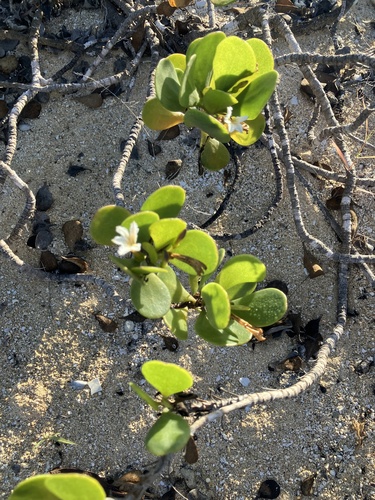 Scaevola coriacea, photograph 5