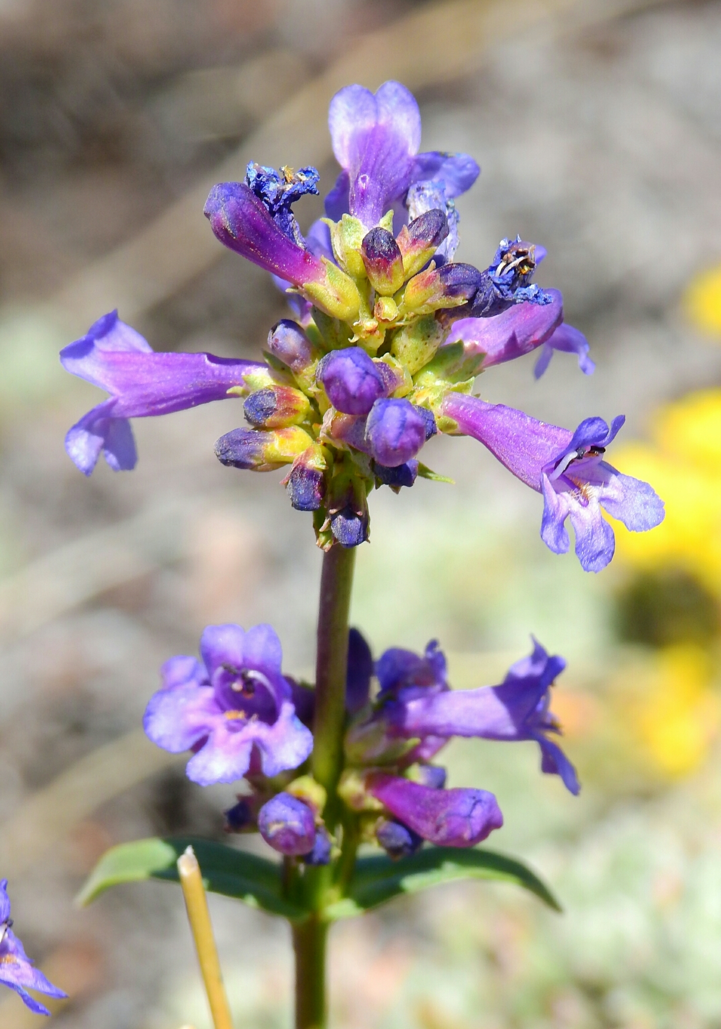 Penstemon procerus var. formosus