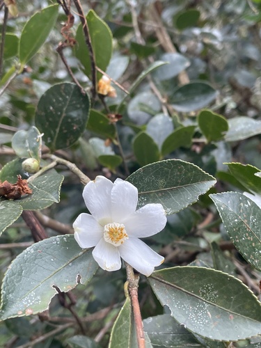 Foto de Chá
