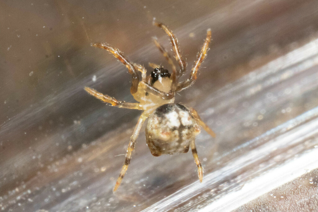 longjawed orb weavers