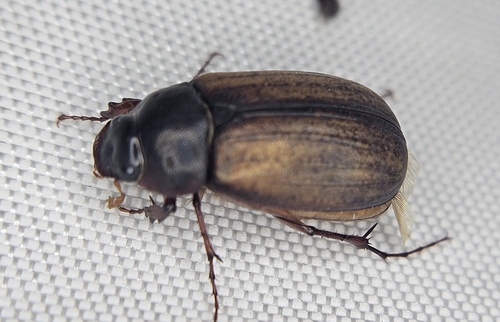 Sericesthis geminata