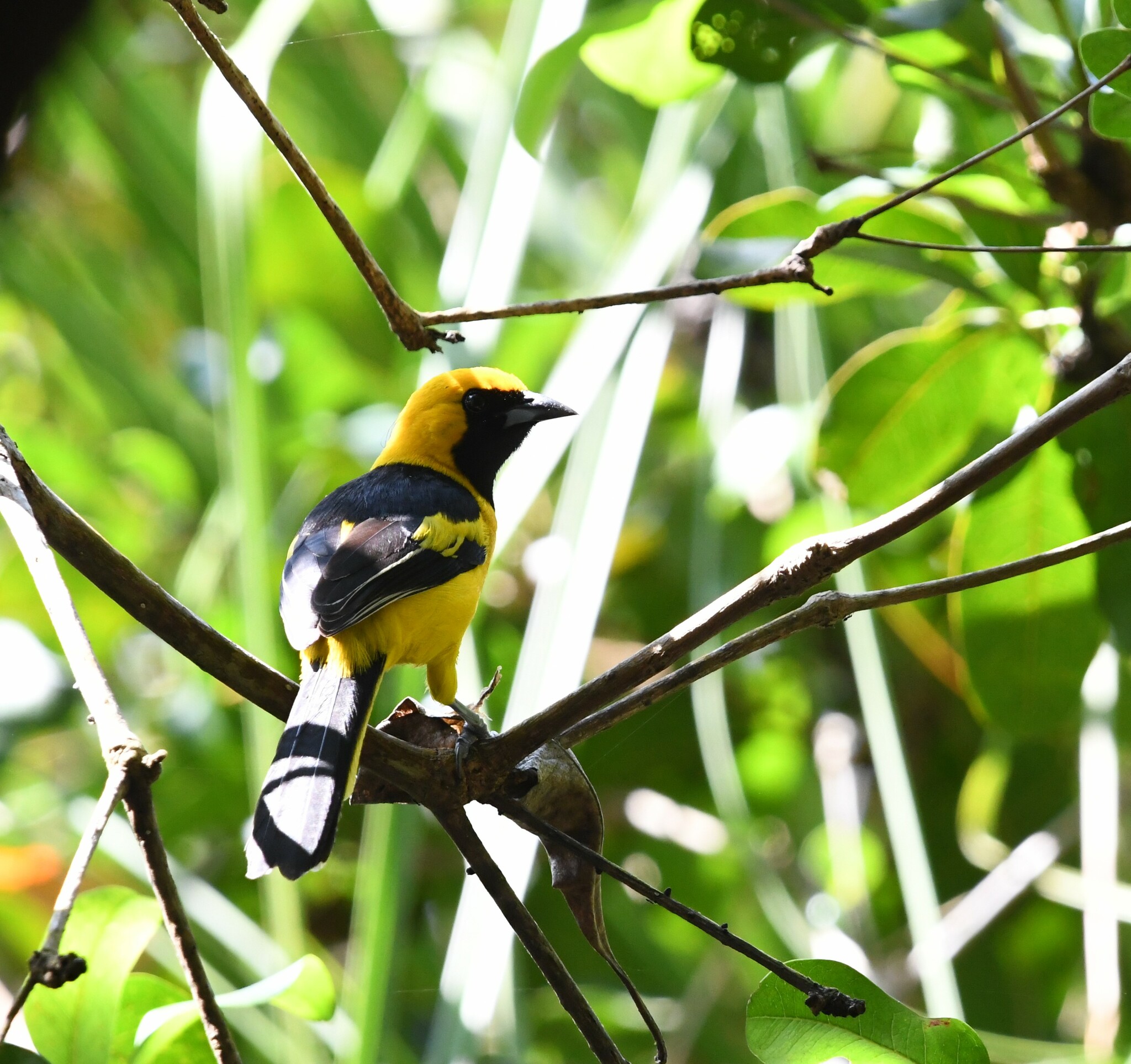 Yellow-tailed Oriole (Icterus mesomelas), photo 5