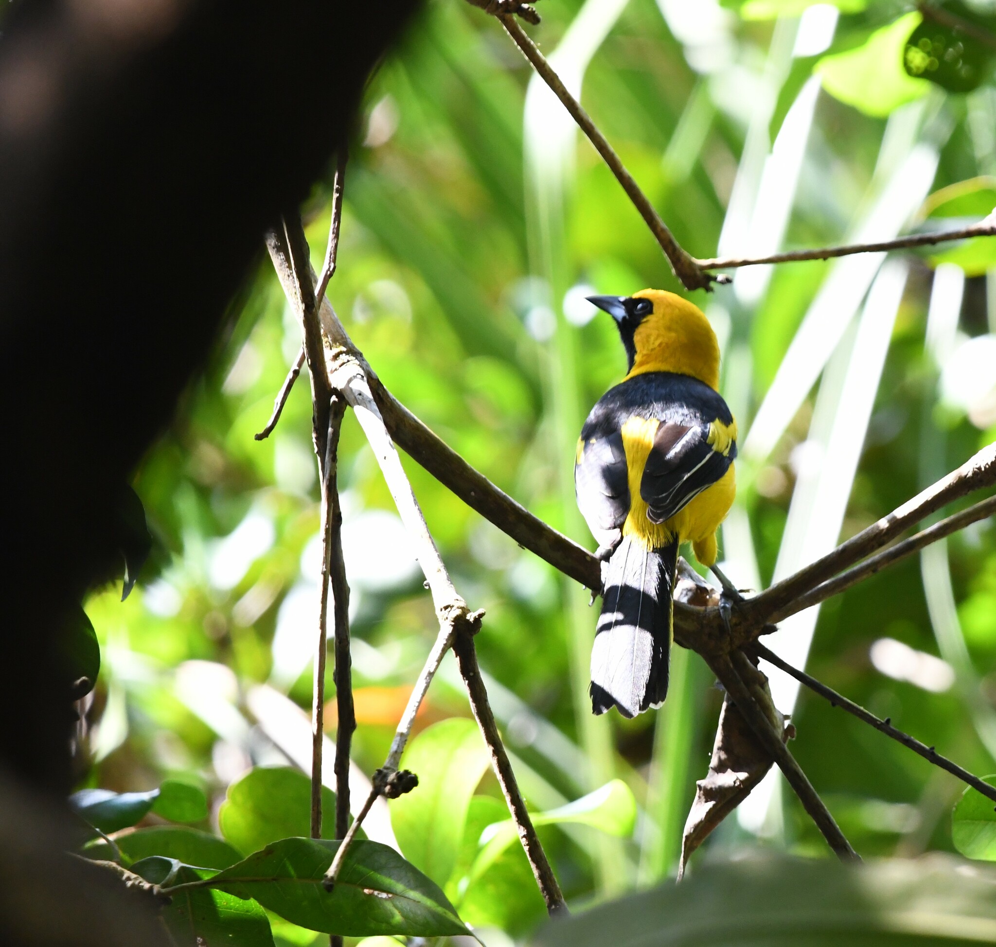 Yellow-tailed Oriole (Icterus mesomelas), photo 6