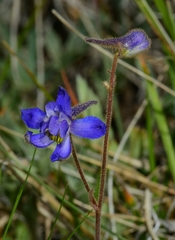 Delphinium depauperatum
