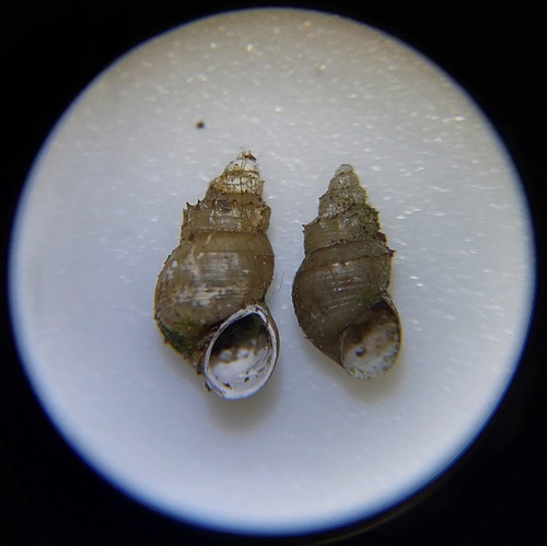 Serrate Crownsnail, Oost, Utrecht, Nederland, photo 5 of 10