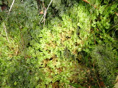 False hornwort (Nothoceros)
