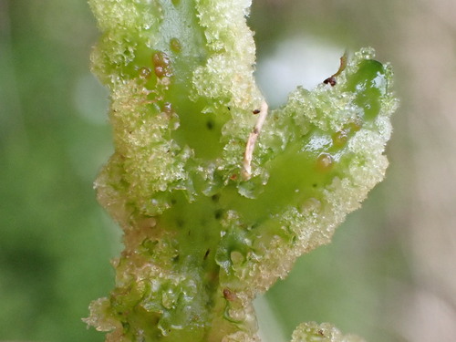 Nothoceros giganteus