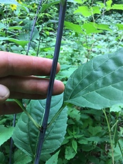 Helianthus glaucophyllus