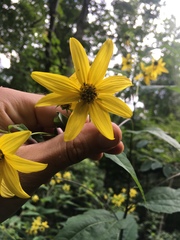 Helianthus glaucophyllus