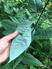 Helianthus glaucophyllus