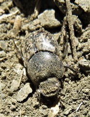 Onthophagus nuchicornis