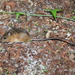 Pacific Jumping Mouse - Photo (c) natureguy, some rights reserved (CC BY-NC-ND), uploaded by natureguy
